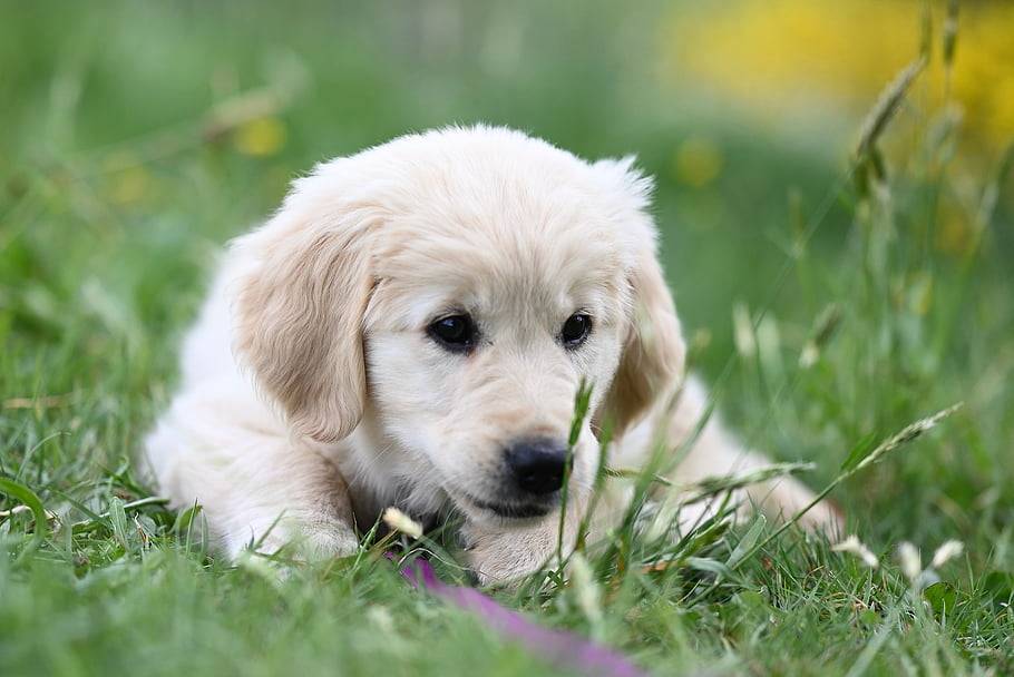 ‘Köpek sahiplenmek istiyorum ama korkuyorum’ diyenler dikkat! İşte ilk kez köpek sahibi olacakların bilmesi gerekenler 5