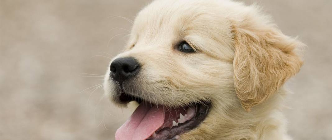 ‘Köpek sahiplenmek istiyorum ama korkuyorum’ diyenler dikkat! İşte ilk kez köpek sahibi olacakların bilmesi gerekenler 4