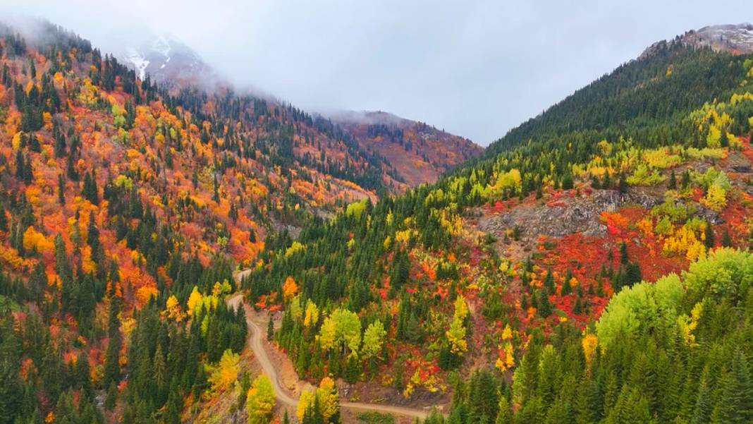 Artvin sonbahar renklerine büründü: Büyüleyici manzara için ziyaretçi akını! 5