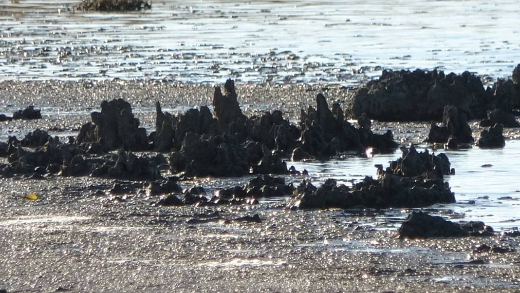 Kuraklık Erçek Gölü'nün sırrını ortaya çıkardı: Mikrobiyalitler gün yüzünde 3