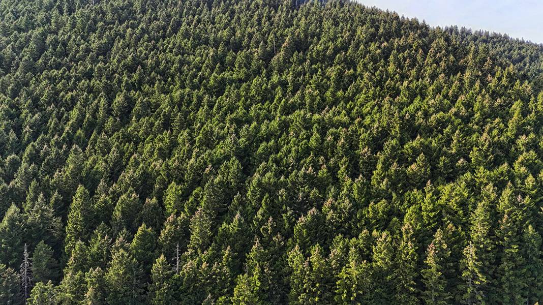 Uzungöl sonbaharda renk cümbüşüyle göz kamaştırıyor 1