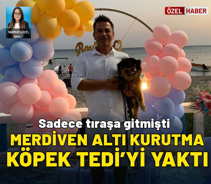 Sadece tıraşa gitmişti! Merdiven altı kurutma köpek Tedi'yi yaktı