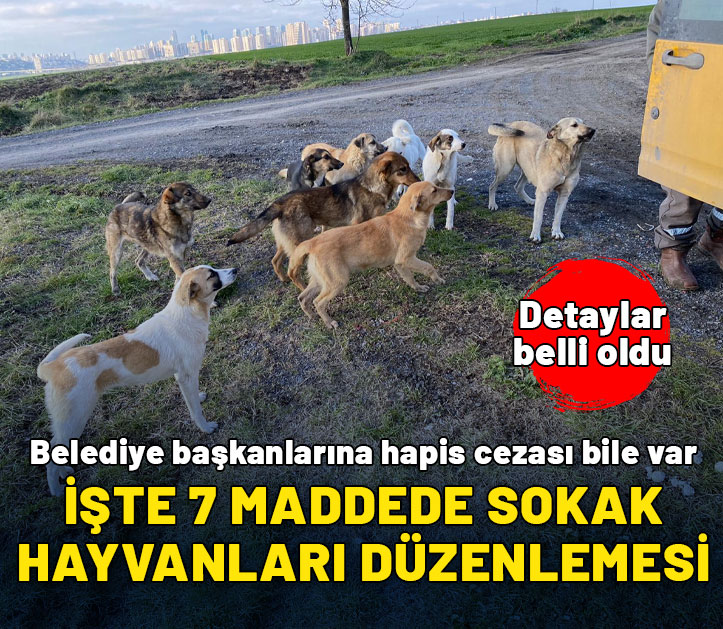 Belediye başkanlarına hapis cezası bile var: İşte 7 maddede sokak hayvanları düzenlemesi...