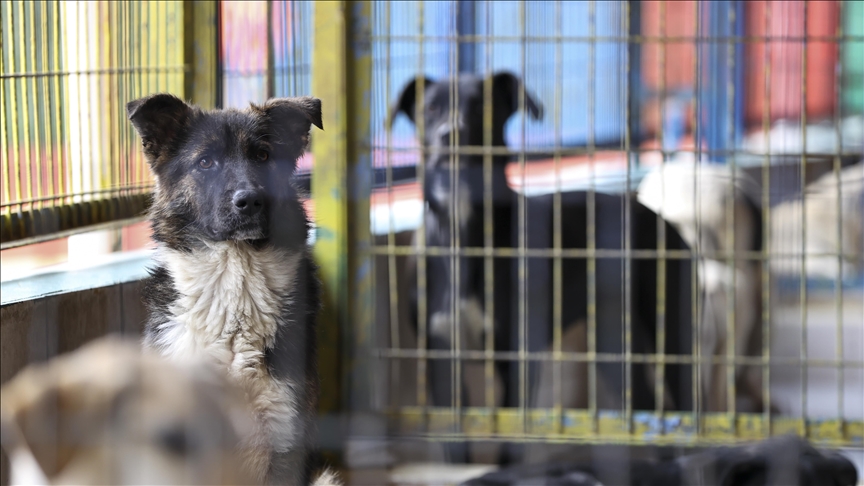 Sokak hayvanları yasası hazır! 2024 Başıboş sokak köpekleri uyutulacak mı? Sokak hayvanları yasası maddeleri neler?