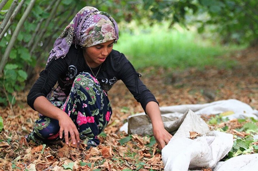 Fındık işçisinin günlük yevmiyesi açıklandı! Yemek verilmeyecek