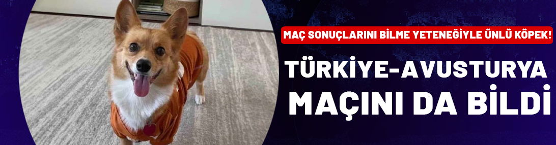 Maç sonuçlarını bilme yeteneğiyle ünlü köpek! Türkiye-Avusturya karşılaşmasını da bildi