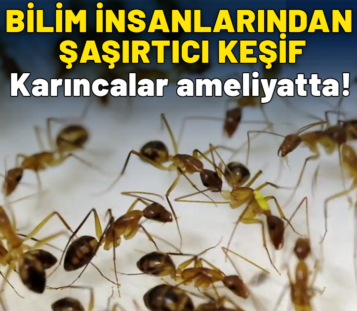 Şaşırtıcı keşif: Karıncalar kendi yaralarını ameliyat ediyor! İlk defa insan dışında bir canlıda görüldü