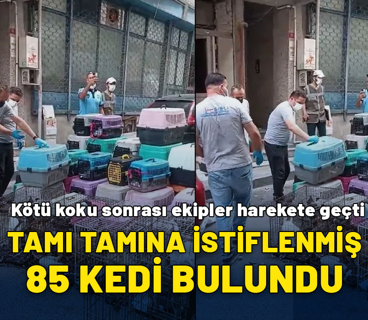 Kötü koku sonrası ekipler harekete geçti! İçerden tam 85 kedi çıktı