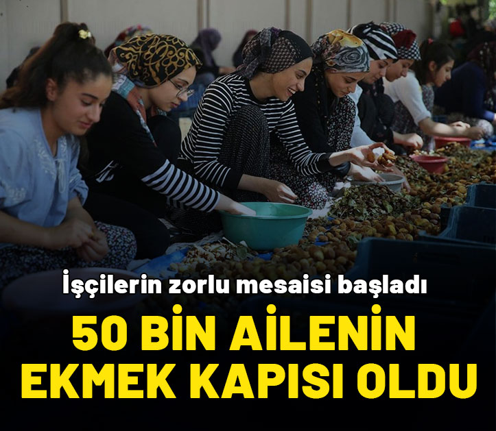 ‘Sarı altın’ 50 bin ailenin ekmek kapısı oldu! Tarım işçilerinin zorlu mesaisi başladı