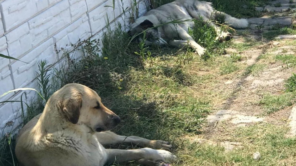 Şanlıurfa'da sahipsiz köpeklerin saldırısına uğrayan çocuk yaralandı