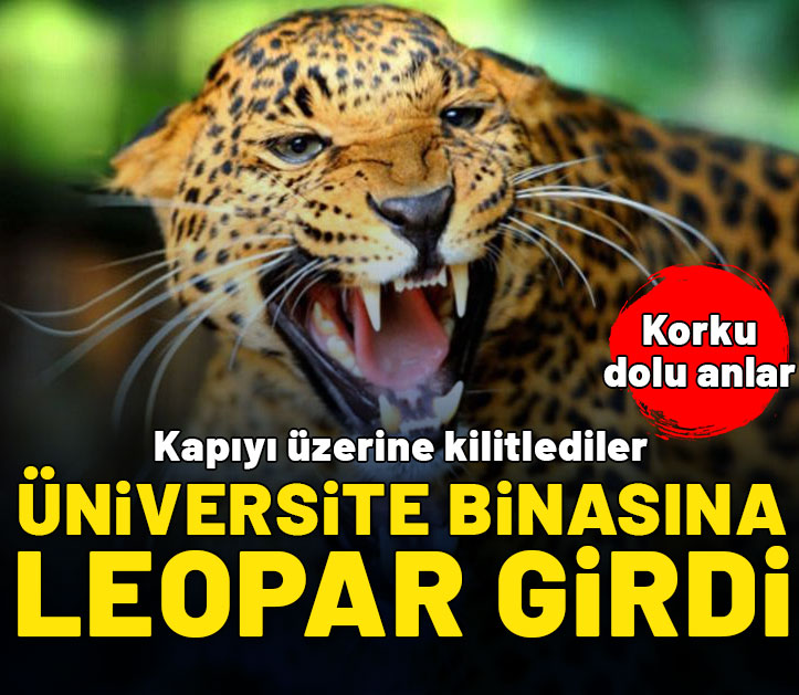 Üniversite laboratuvarına leopar girdi! Kapıyı üzerine kilitlediler