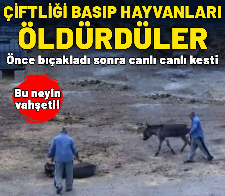 Çiftliği basıp hayvanları öldürdüler! Bu neyin vahşeti!