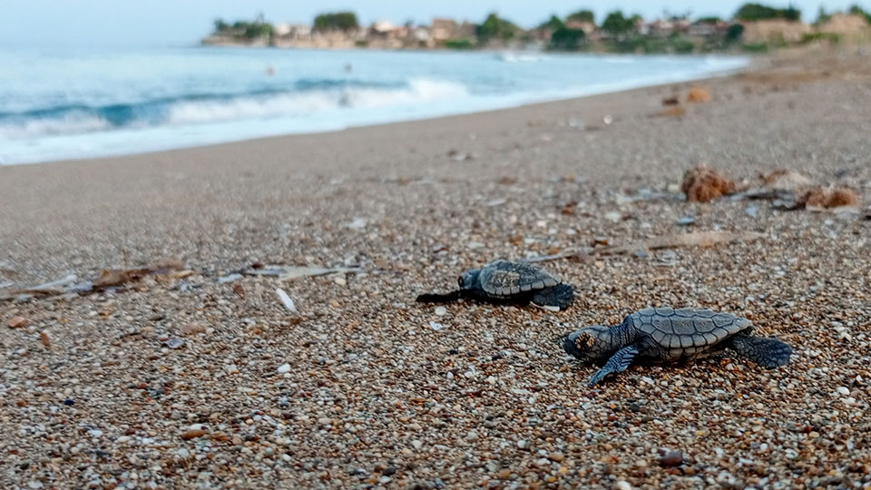 Manavgat'ta caretta carettalar mavi sularla buluşmaya başladı