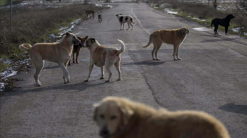 SOKAK HAYVANLARI YASASI MADDELERİ: 2024 Sokak hayvanları yasası çıktı mı, sokak köpekleri uyutulacak mı?