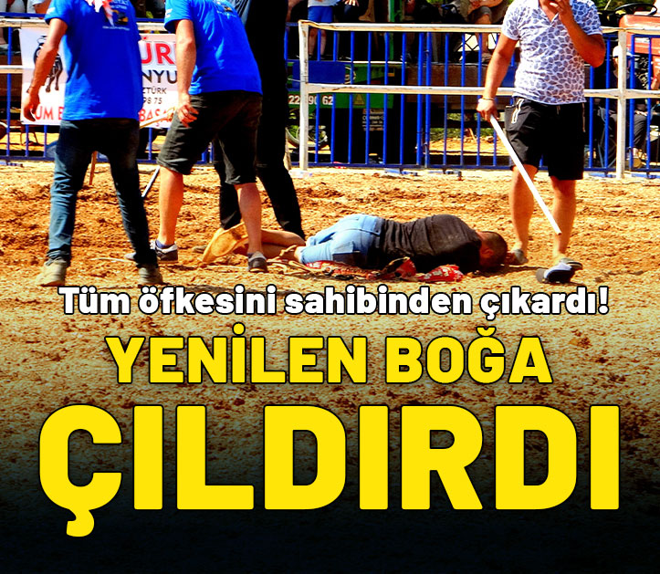 Yenilen boğa çıldırdı: Tüm öfkesini sahibinden çıkardı