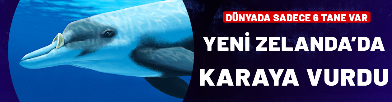 Dünyada sadece 6 tane var: Yeni Zelanda’da ‘Nadir balina’  karaya vurdu