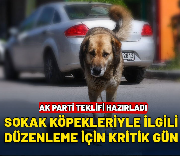 AK Parti'nin başıboş sokak köpekleriyle ilgili teklifi komisyonda görüşülecek