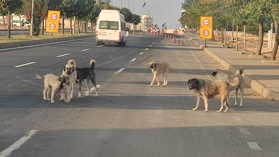 Başıboş sokak köpeği 8 yaşındaki çocuğa saldırdı