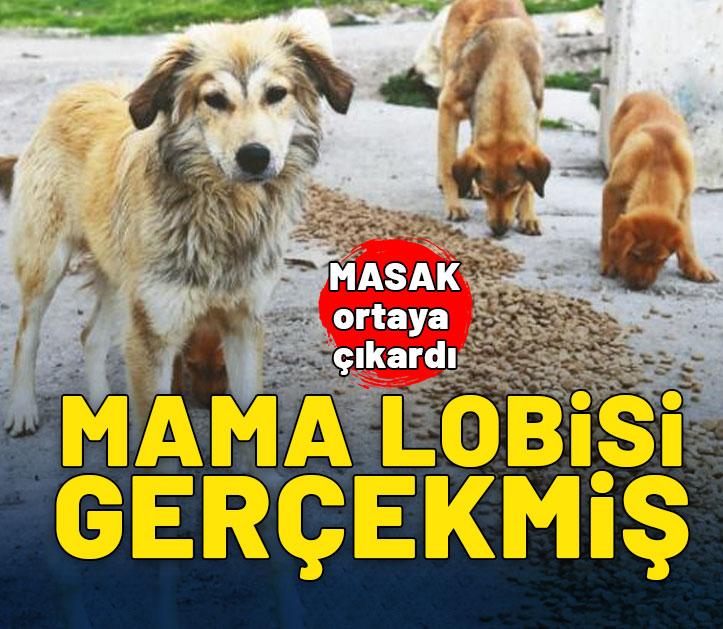 MASAK ortaya çıkardı: Mama lobisi gerçekmiş