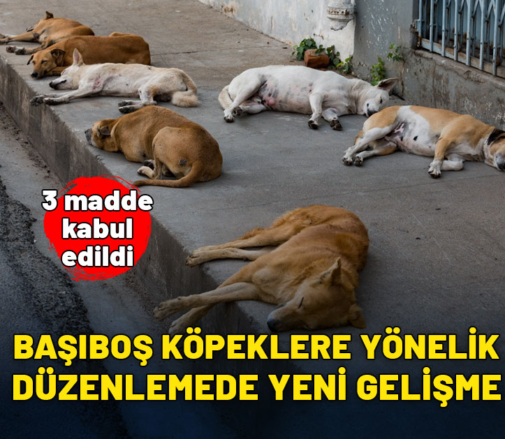 Başıboş köpeklere yönelik düzenlemede 3 madde kabul edildi