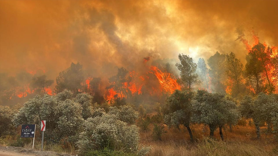 Manisa'da orman yangını! Havadan ve karadan müdahale ediliyor