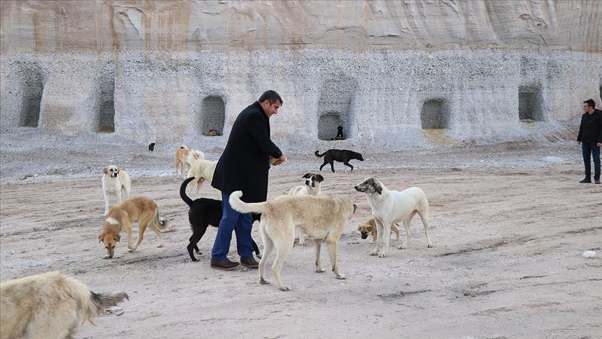 Sokak hayvanları yasasının ilk 3 maddesi kabul edildi! 2024 Sokak hayvanları yasası çıktı mı, maddeleri ne ve başıboş sokak köpekleri uyutulacak mı?