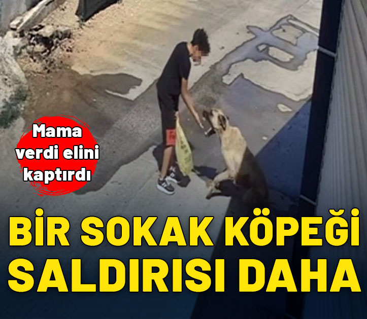 Antalya'da beslediği sokak köpeği çocuğa saldırdı