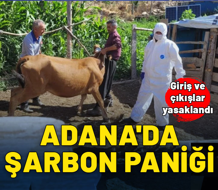 Adana'da şarbon hastalığı görüldü: Hayvan giriş çıkışları yasaklandı