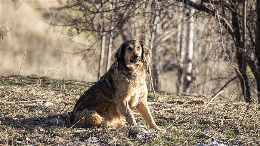 Sokak köpekleri uyutulacak mı? 3 teklif Meclis'ten geçti! 2024 Sokak hayvanları yasası kabul edildi mi, maddeleri neler?