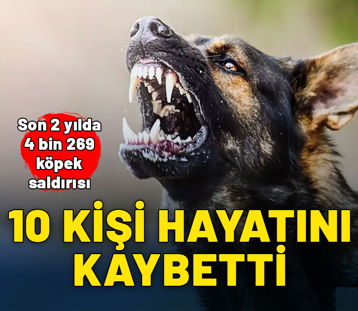 2022'den bu yana 4 bin 269 köpek saldırısı