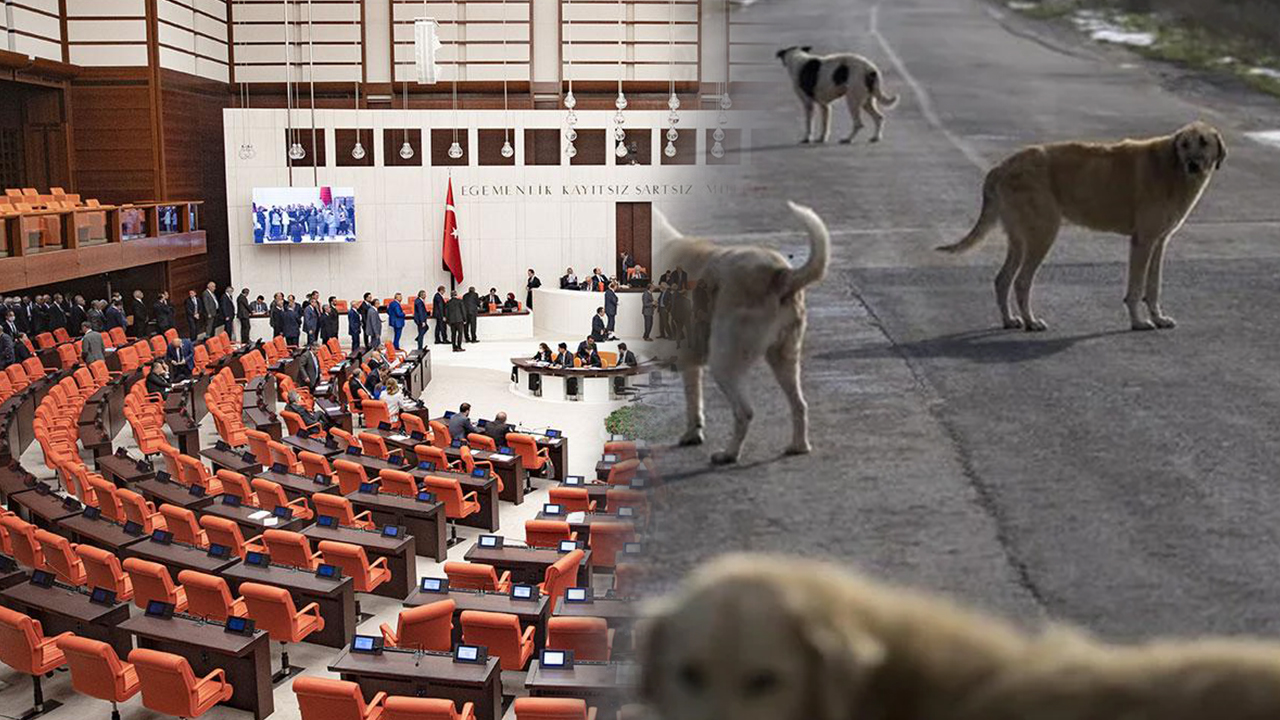 KOMİSYONDAN GEÇEN YASA (KANUN TEKLİFİ) NE ZAMAN YASALAŞIR? Hayvanseverler duruma tepkili!