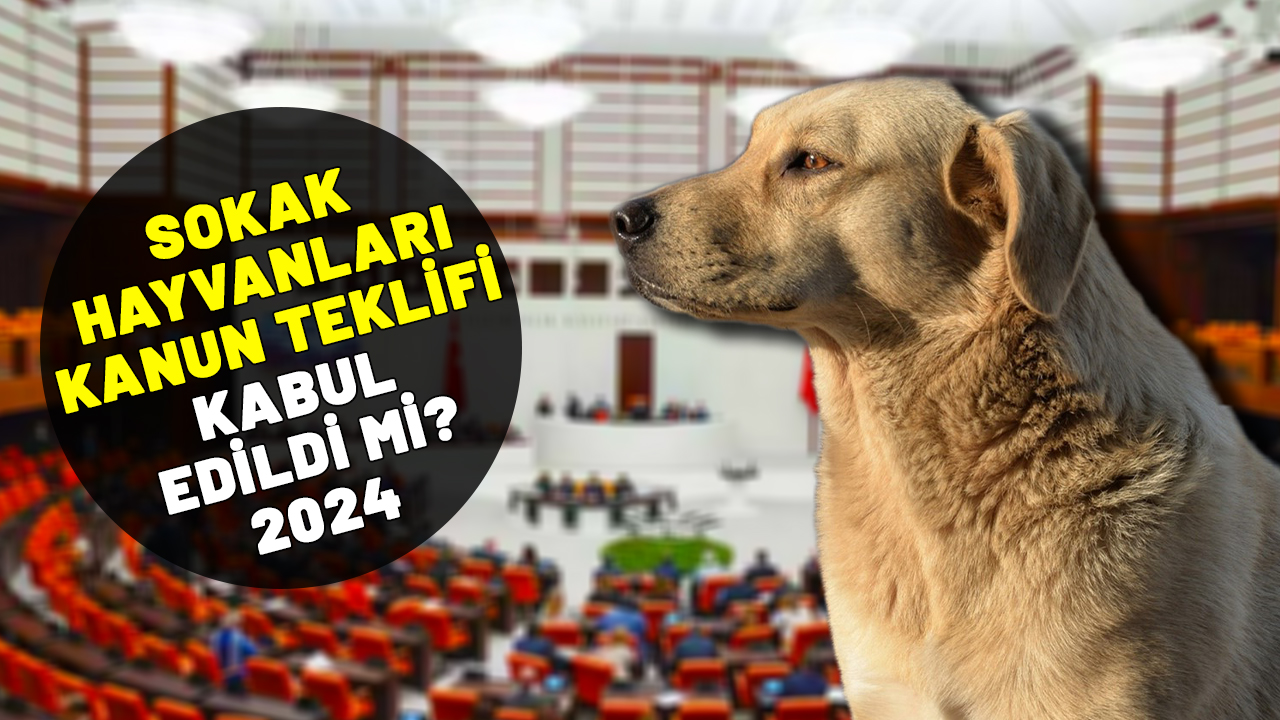 2024 SOKAK HAYVANLARI YASASI KABUL EDİLDİ Mİ? Sokak hayvanları kanunu geçti mi?