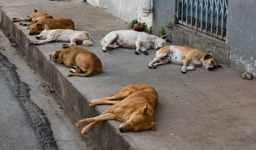 Başıboş köpek tasarısı ne zaman Meclis'te olacak? Tarih belli oldu