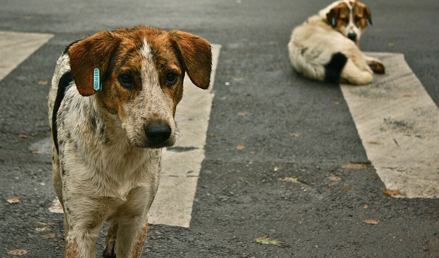 Sahipsiz köpek düzenlemesi Meclis’ten geçerek yasalaştı