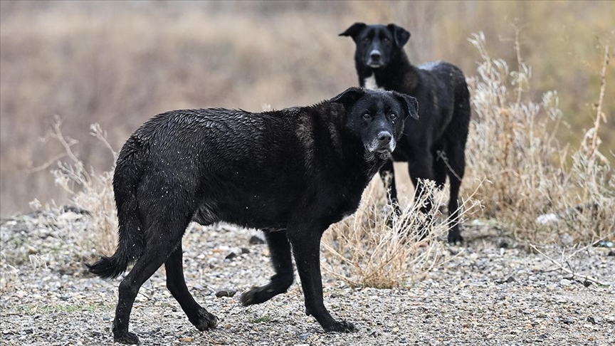 Sokak köpekleri uyutulacak mı, hangi maddeler var? Sokak hayvanları yasası Meclis’ten geçti mi, ne zaman başlayacak?