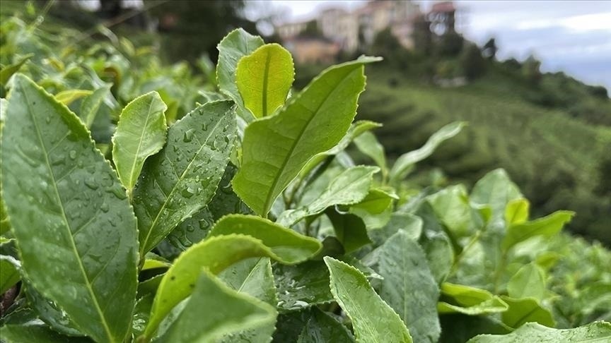 ÇAYKUR yaş çayda serbest alım yapacak