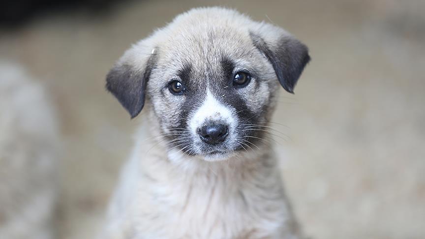 Sokak hayvanları yasasında neler var? 2024 Sahipsiz sokak köpekleri yasası ile neler değişecek?