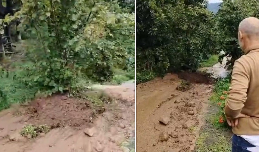 Trabzon'da fındık ağacı yanlarından yürüyüp gitti! O anlar herkesi hayrete düşürdü