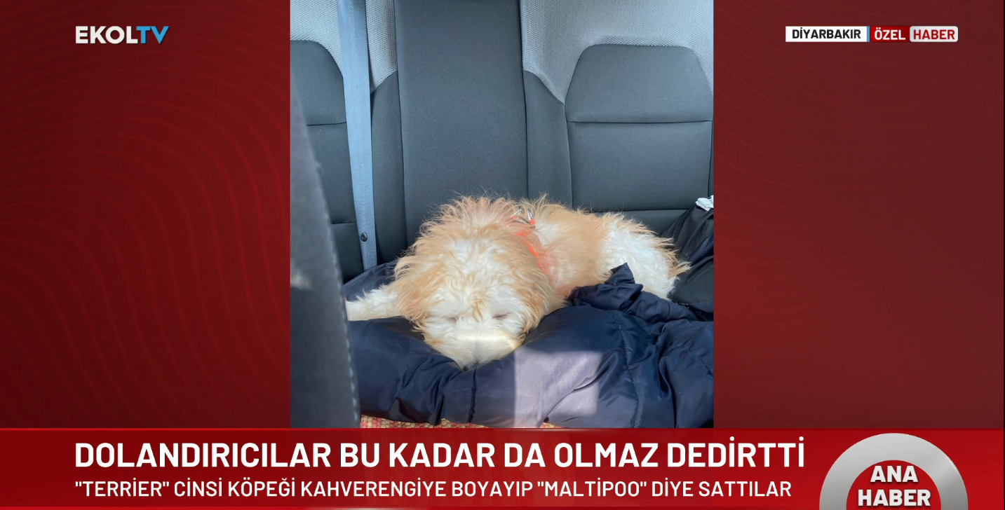 Köpeği boyayarak satmışlardı: İstenen ceza belli oldu