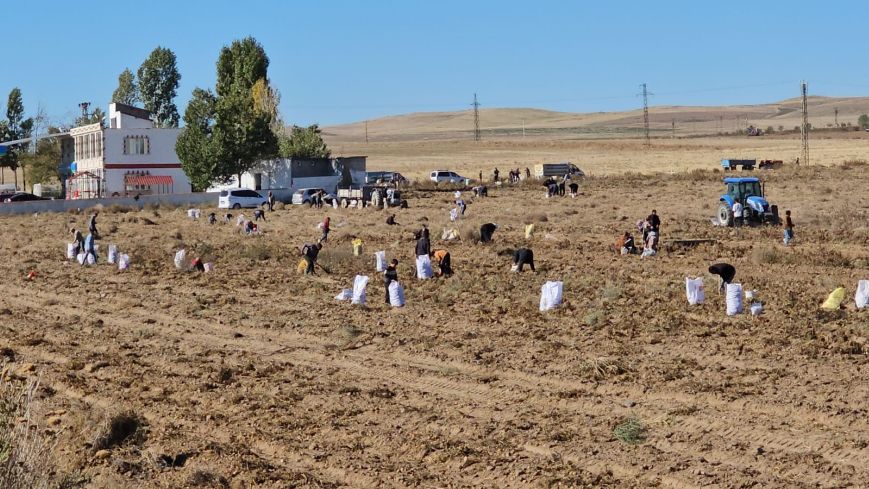 Çiftçiden vatandaşlara sürpriz: Bedava dağıttı! Duyan tarlaya akın etti