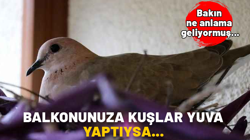 BALKONUNUZA KUŞLAR YUVA YAPTIYSA ŞANLISINIZ! Bakın ne anlama geliyor