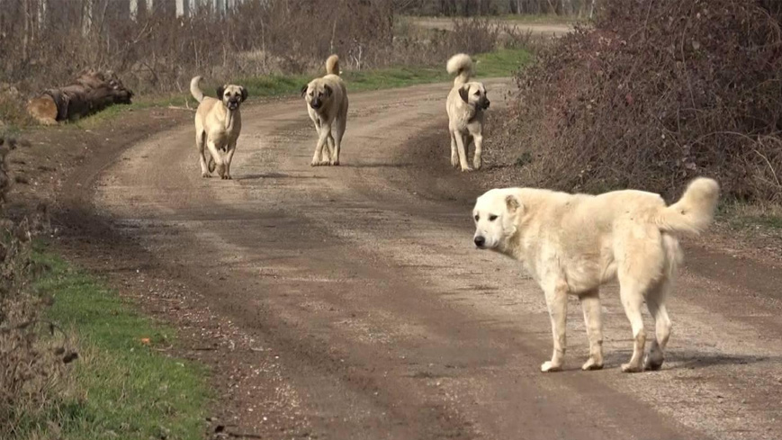 Başıboş sokak köpekleri dehşet saçtı! Küçük çocuk ölümden döndü