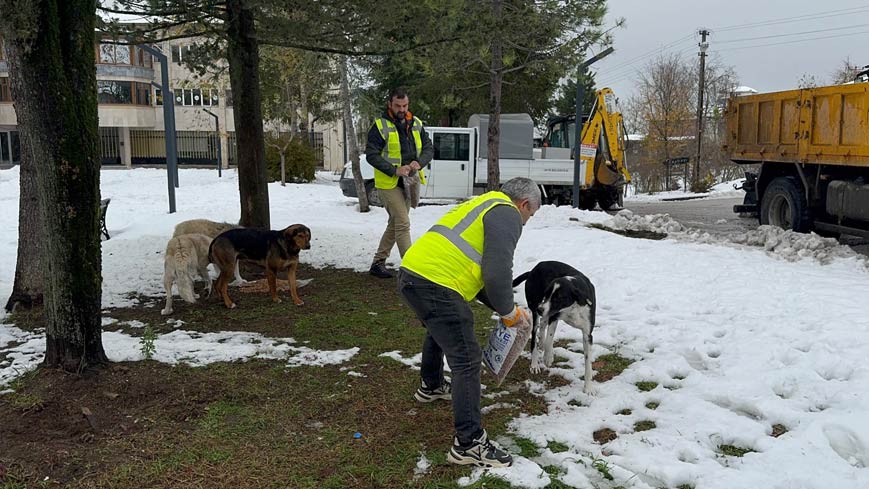 Ünye’de sokak hayvanlarına 13 ayda 25 tona yakın desteği yapıldı