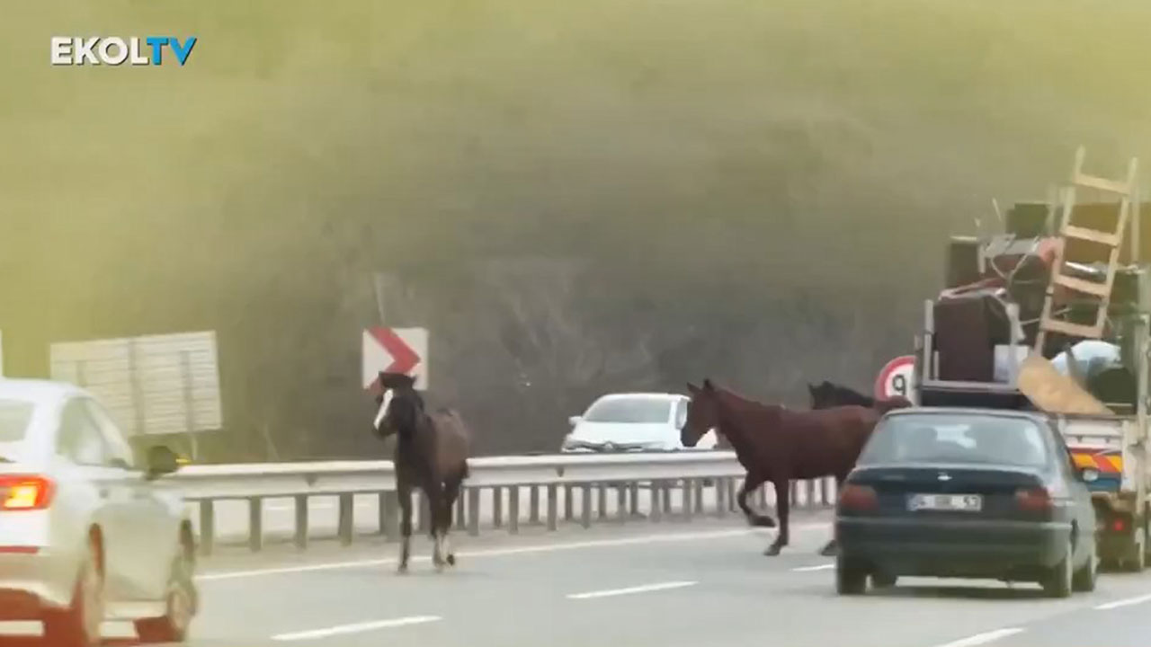 Şile Otoyolu'nda yok artık dedirten görüntü: Başıboş atlar trafiği tehlikeye soktu