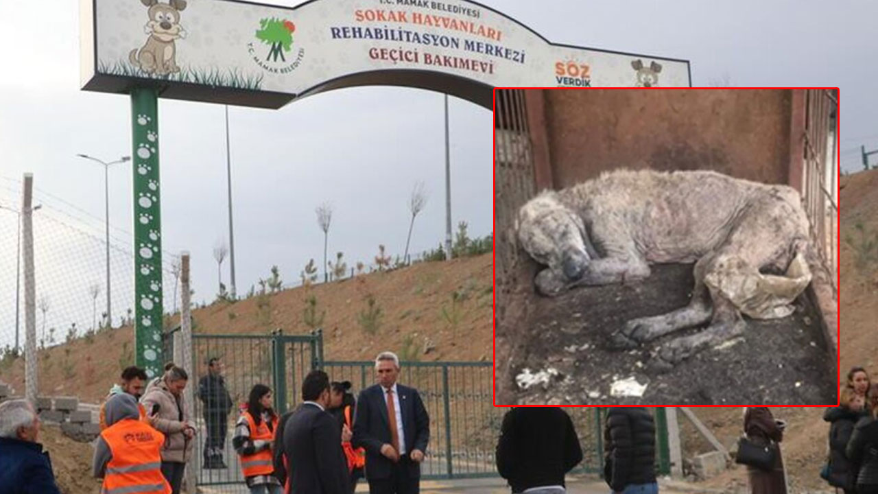 Mamak’ta barınak skandalı! ‘Hayvanlar açlıktan birbirini yedi’ iddiası için harekete geçildi