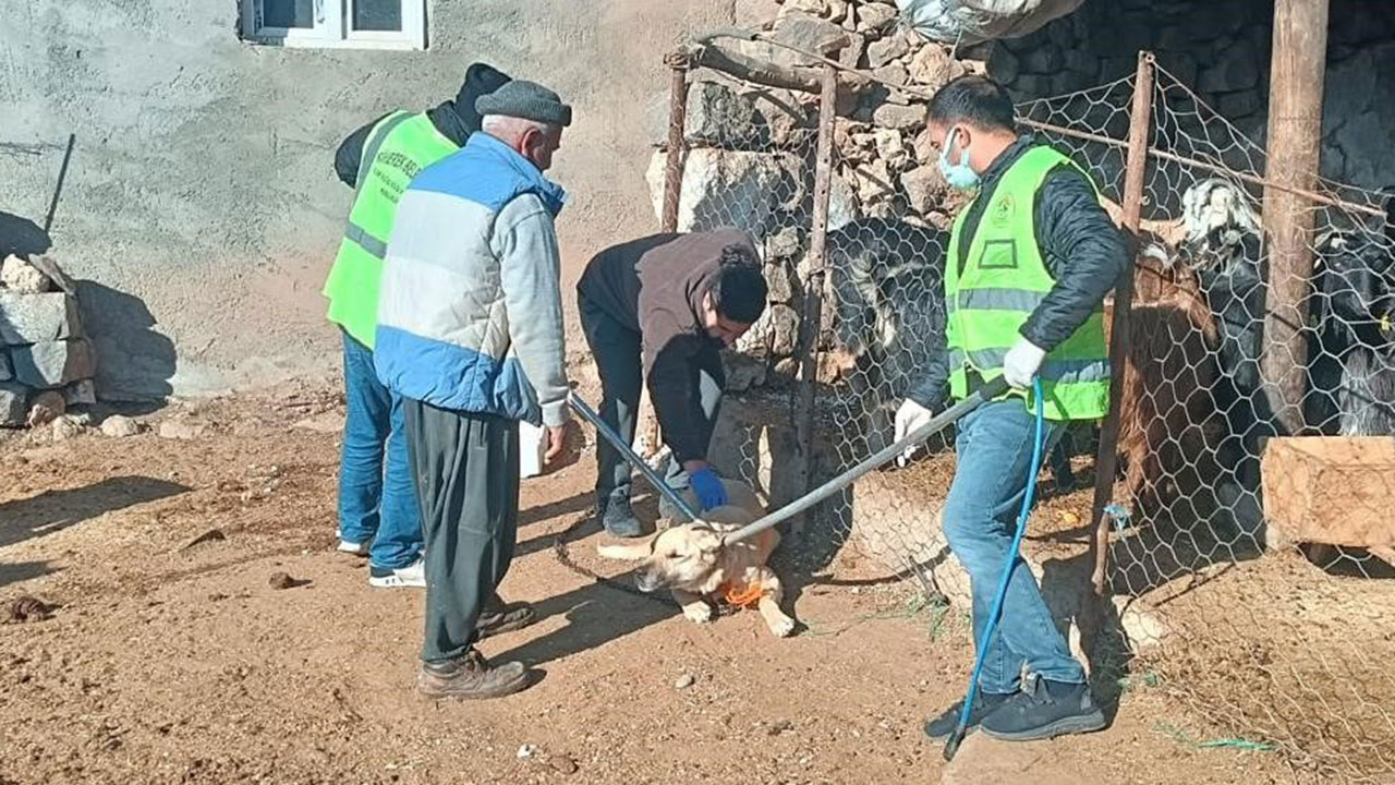 Kuduz köpek kadının burnunu kopardı: İkisi çocuk 3 kişiye saldırdı, bölge karantinaya alındı