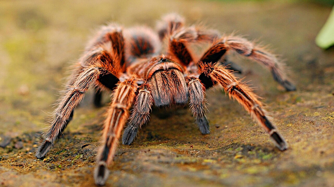 İnternetten tanesini 7 bin liraya satıyorlar: Tarantula alışverişi yapanlara büyük ceza!