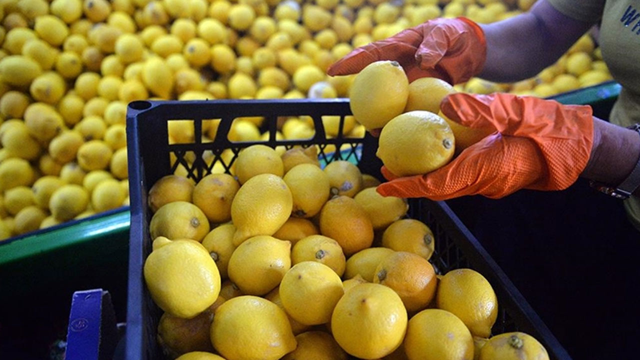 Bakan Bolat duyurdu: Limon ihracatı durduruldu
