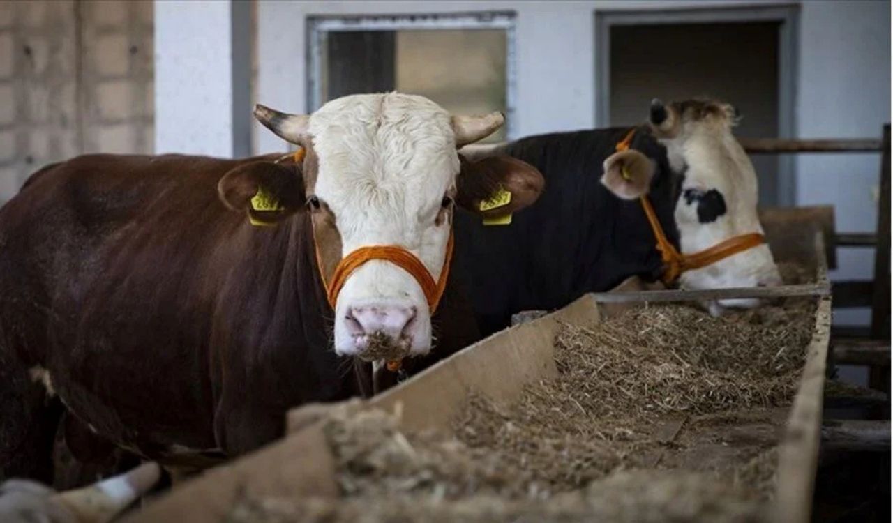 2025 KURBANLIK FİYATLARI BELLİ OLDU: En ucuz kurbanlıklar bu şehirlerde!