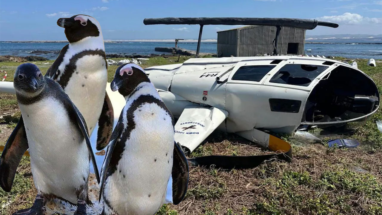 Penguen resmi rapora göre suçlu çıktı: Helikopter kazasının sorumluları tespit edildi